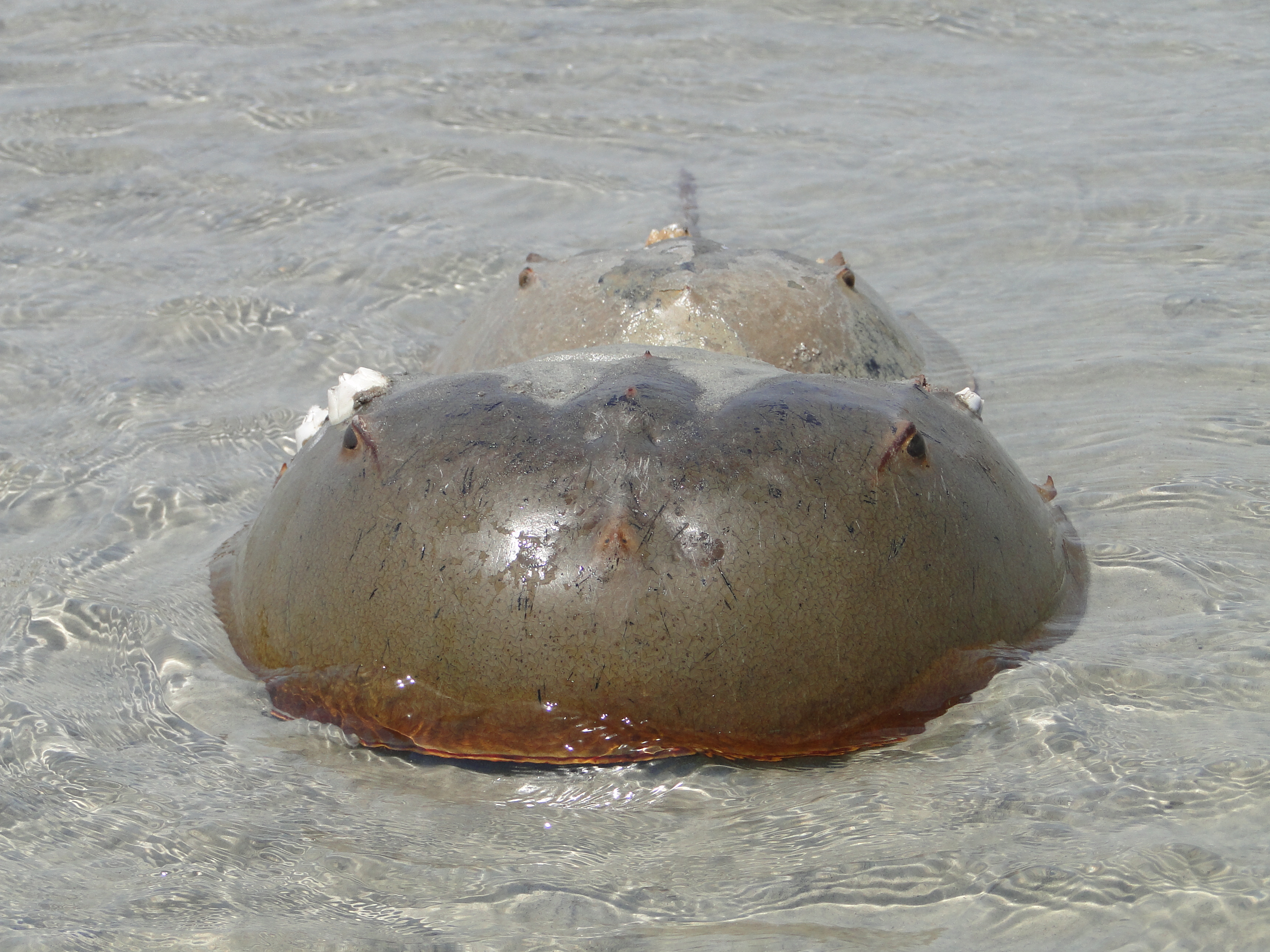 Work Remains to Safeguard South Carolina's Horseshoe Crabs Defenders